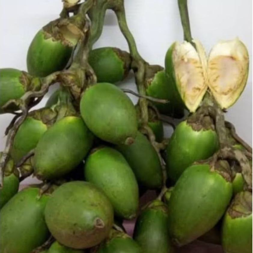 

1kg Buah Pinang Muda Segar-jambe Muda Fresh COD