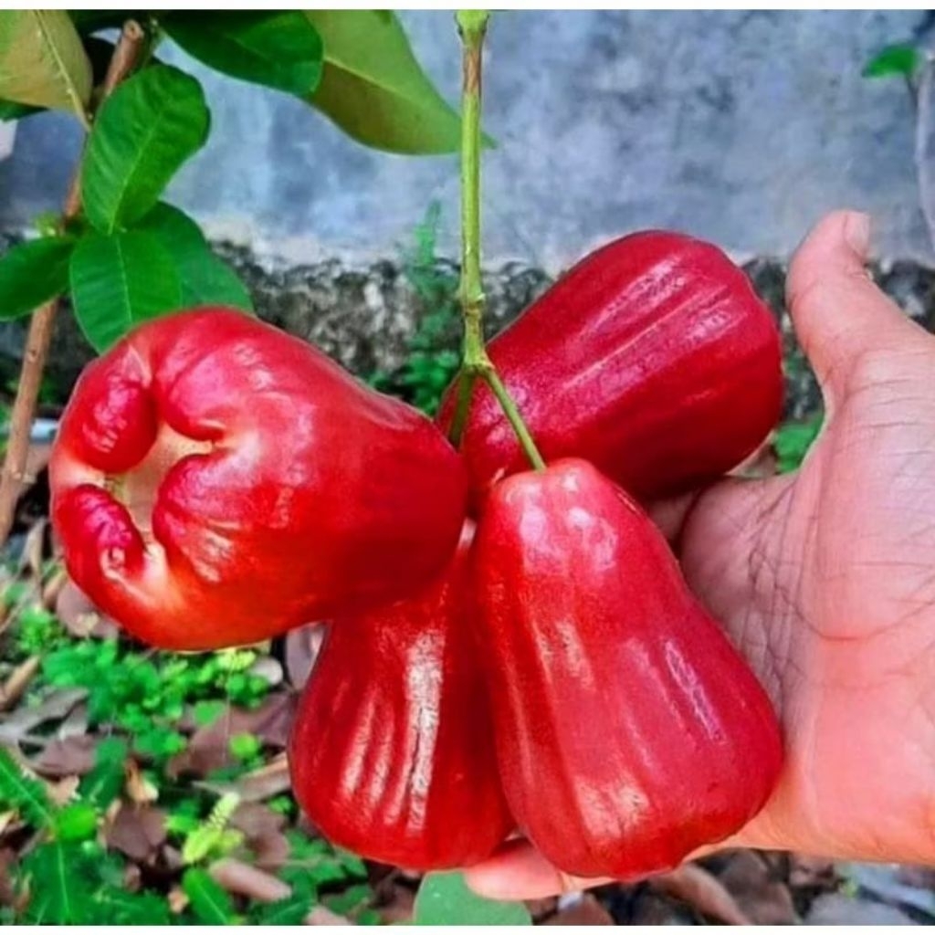 Bibit Jambu Air Cincalo Merah | Jambu Cincalo Merah Hasil Okulasi