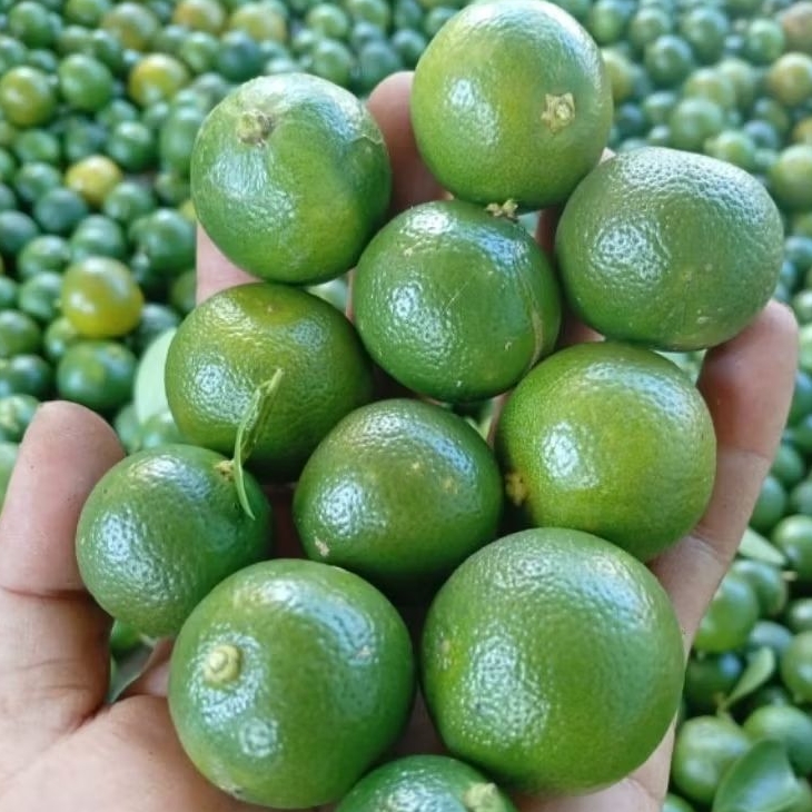 

1Kg JERUK SONKIT KULAITAS PREMIUM FRESH