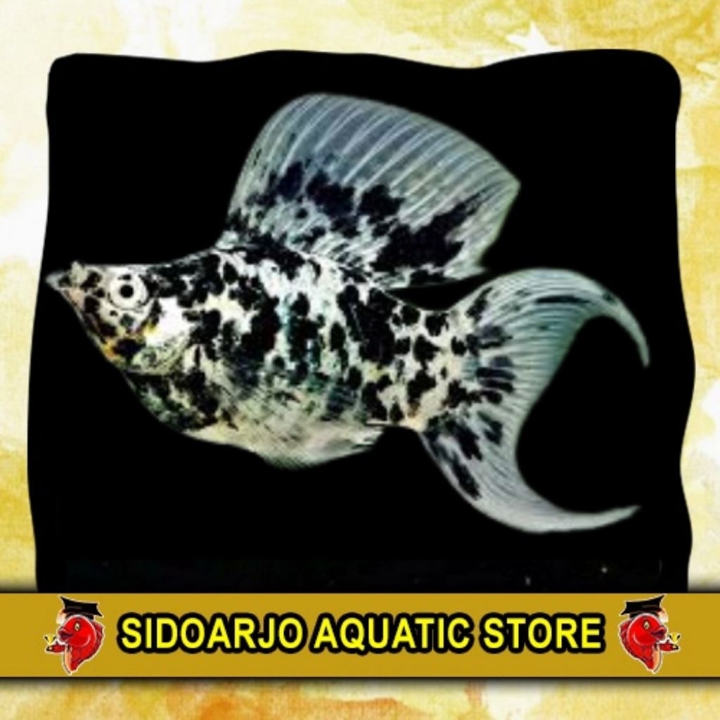 MINIMAL 3 ITEM BOLEH BEDA JENIS  MOLLY BALON MARBLE CAWANG / MARBLE BALON LYERTAIL HIASAN AKUARIUM