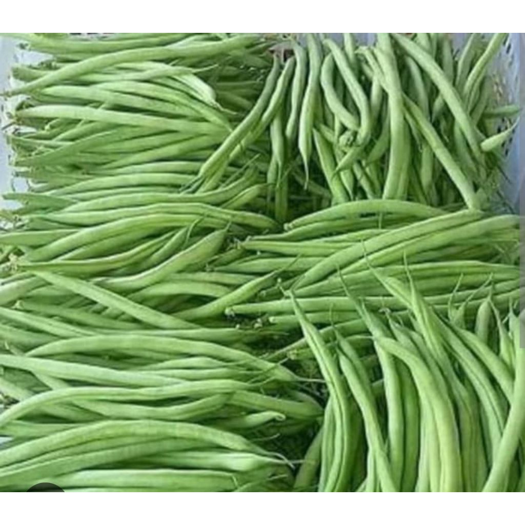 

KACANG BUNCIS SEGAR SAYUR BUNCIS FRESH kacang buncis segar 1 kg 500gr 250gr s/d 5000gr