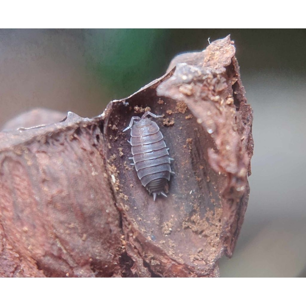 Mainan isopoda Nagurus nanus