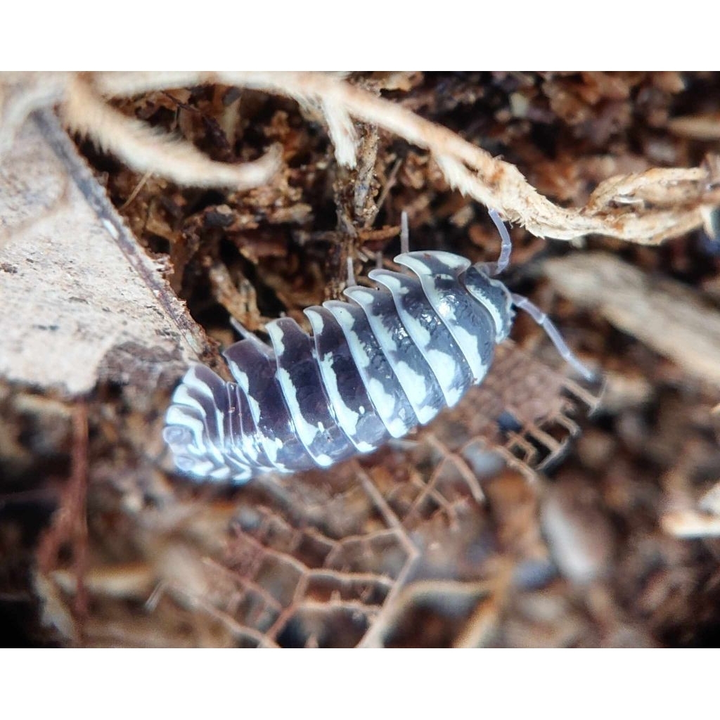 mainan Isopoda Armadillidium maculatum "zebra Isopoda"