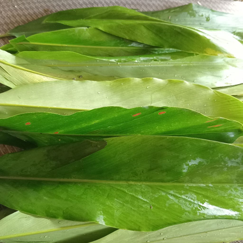 

Jual daun walangbumbu segar petik langsung dari kebun 1 kg
