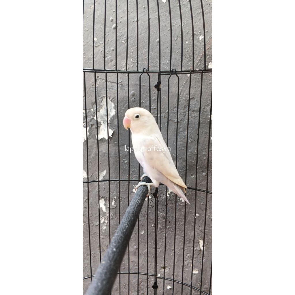 lovebird pastel putih