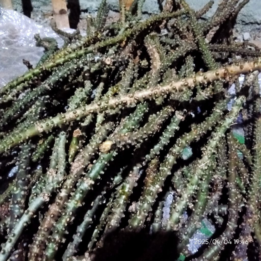 

akar Ali Ali segar sapih anak 250 gram