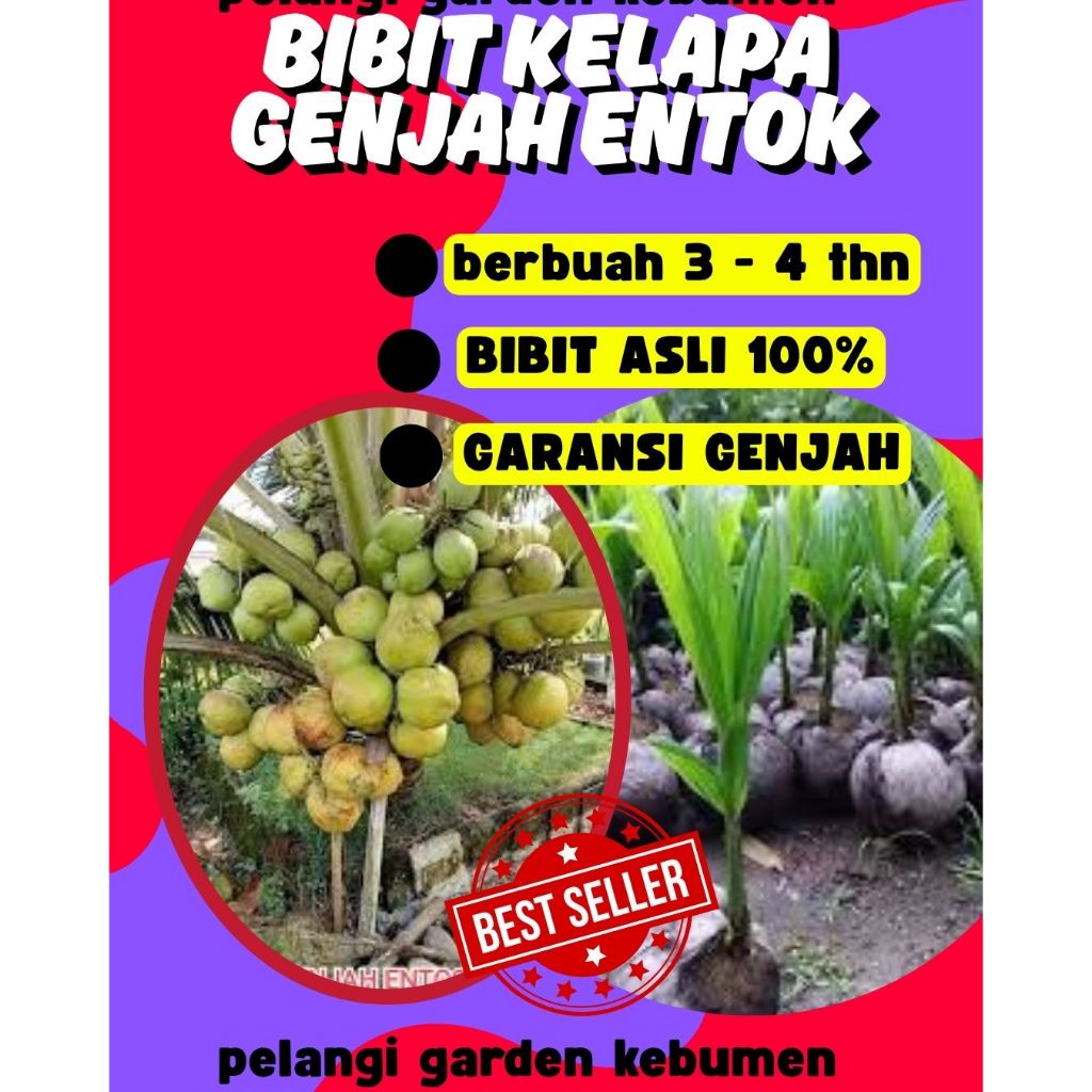 SUDAH DIKUPAS  Bibit Buah Kelapa Genjah Hibrida F1