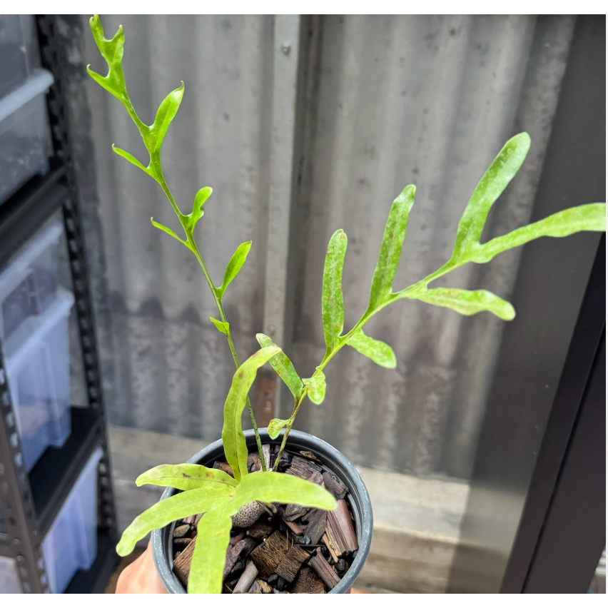 Lecanopteris lomarioides / Tanaman Pakis Epifit / Fern