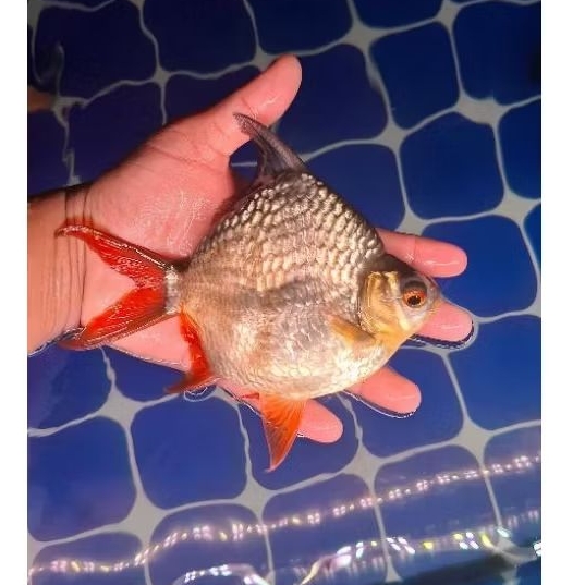 KAVIAT SB KING GREN/ALBINO JUMBO