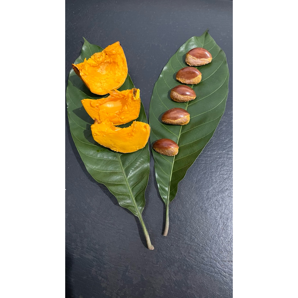 Biji Buah Rose Sapote