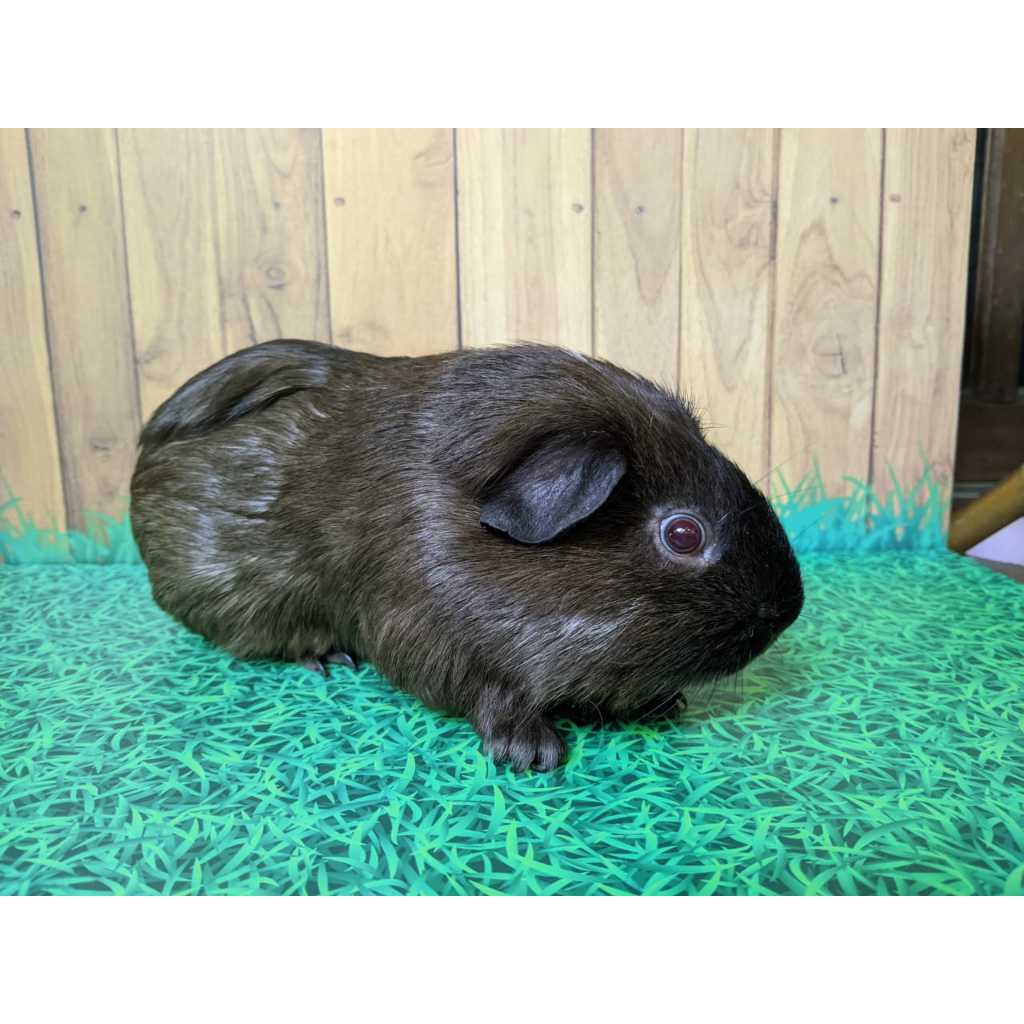Marmut hias / Guinea pig American