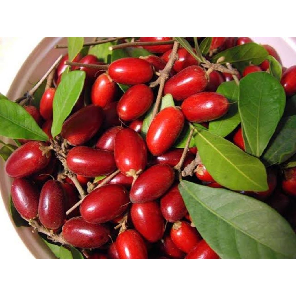 

Tanaman Miracle fruit/buah ajaib siap berbuah