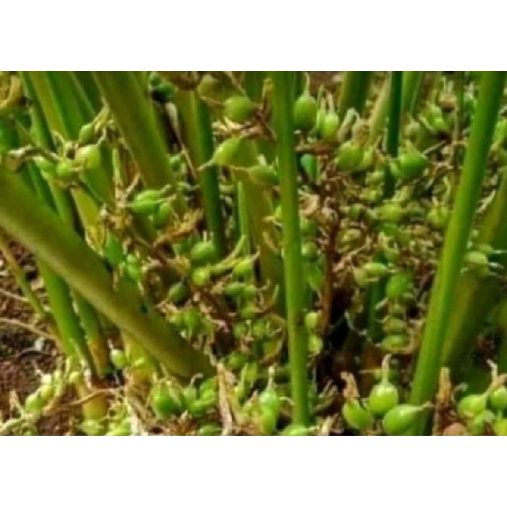 Bibit kapulaga india/kapol india