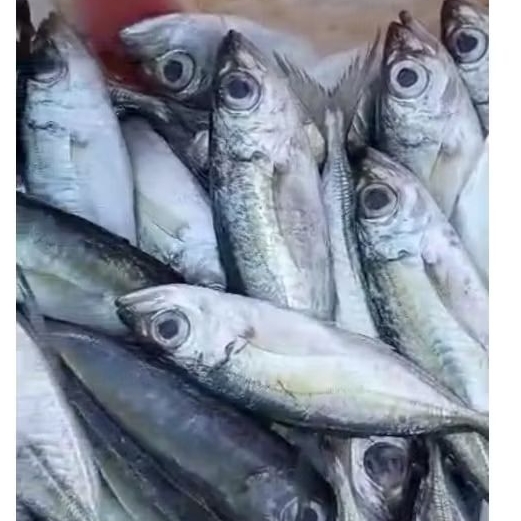 

ikan kembung segar
