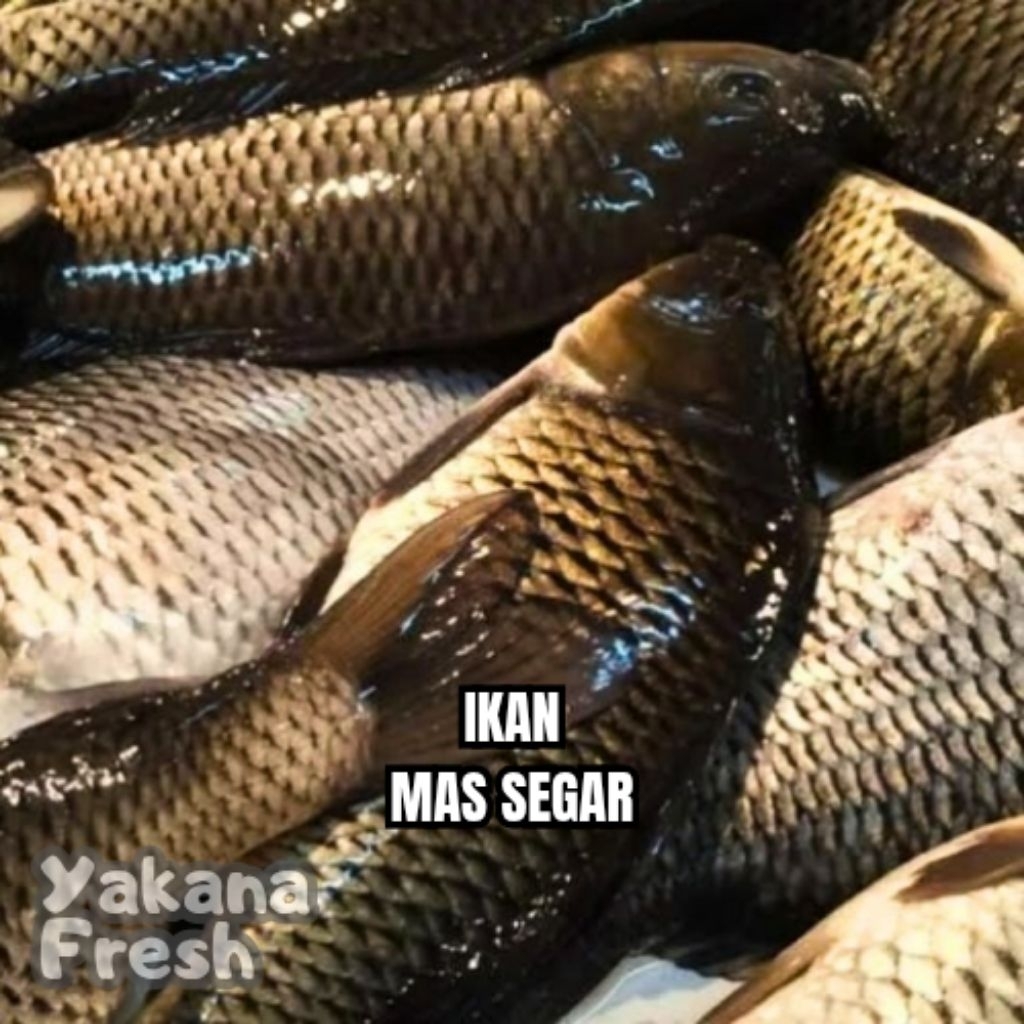 

Ikan Mas Segar 500g