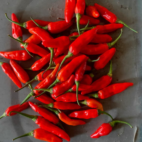 

Cabe/Lombok rawit merah fress 1kg