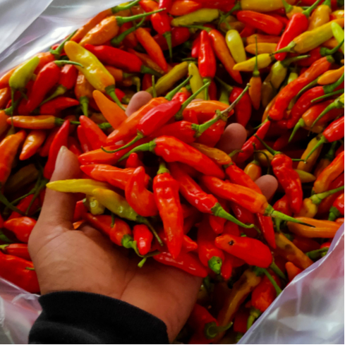 

250 gram cabe rawit merah fress petik langsung dari petani