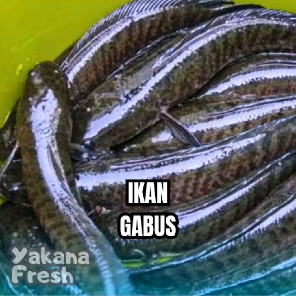 

Ikan Gabus 500g