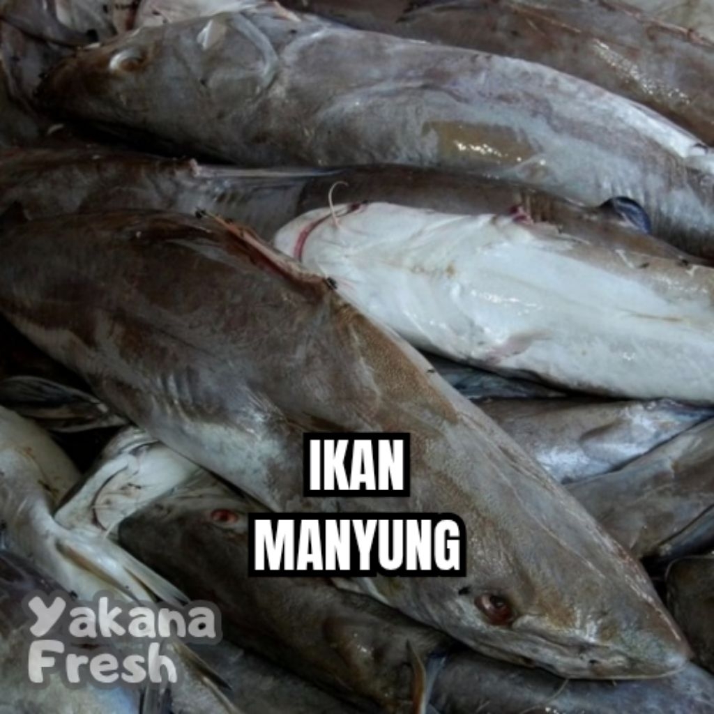 

Ikan Manyung 500g