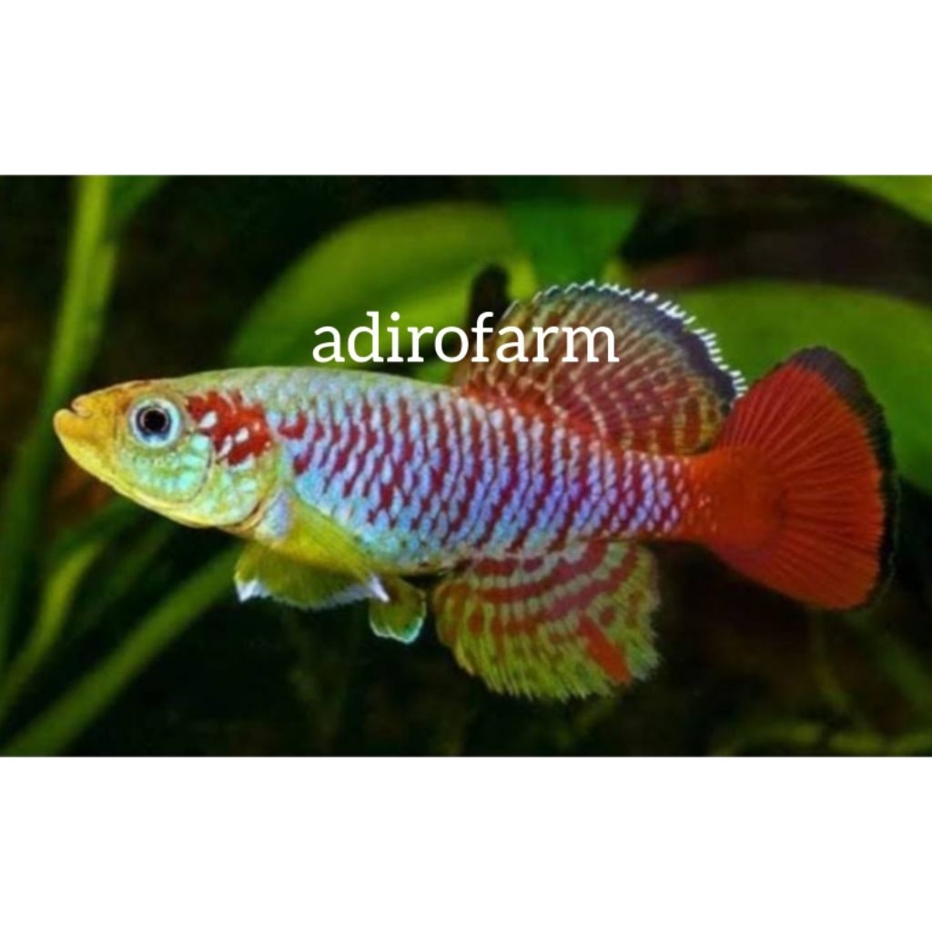 Killifish guentheri red