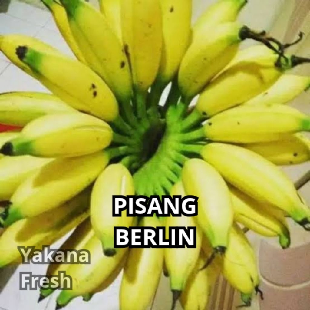 

Pisang Berlin 1 Sisir