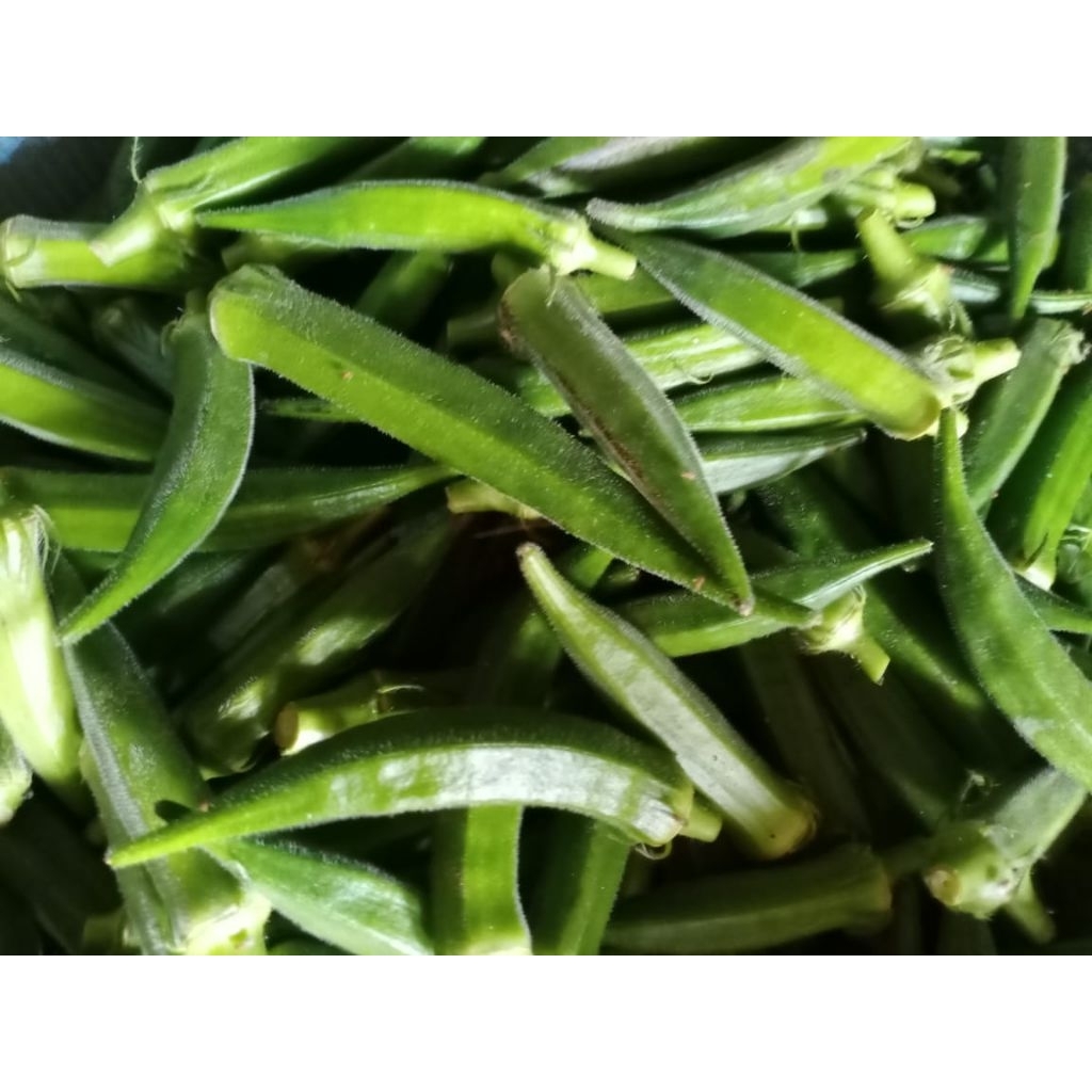 

sayur okra hijau segar langsung di petik dari kebun 1 kg