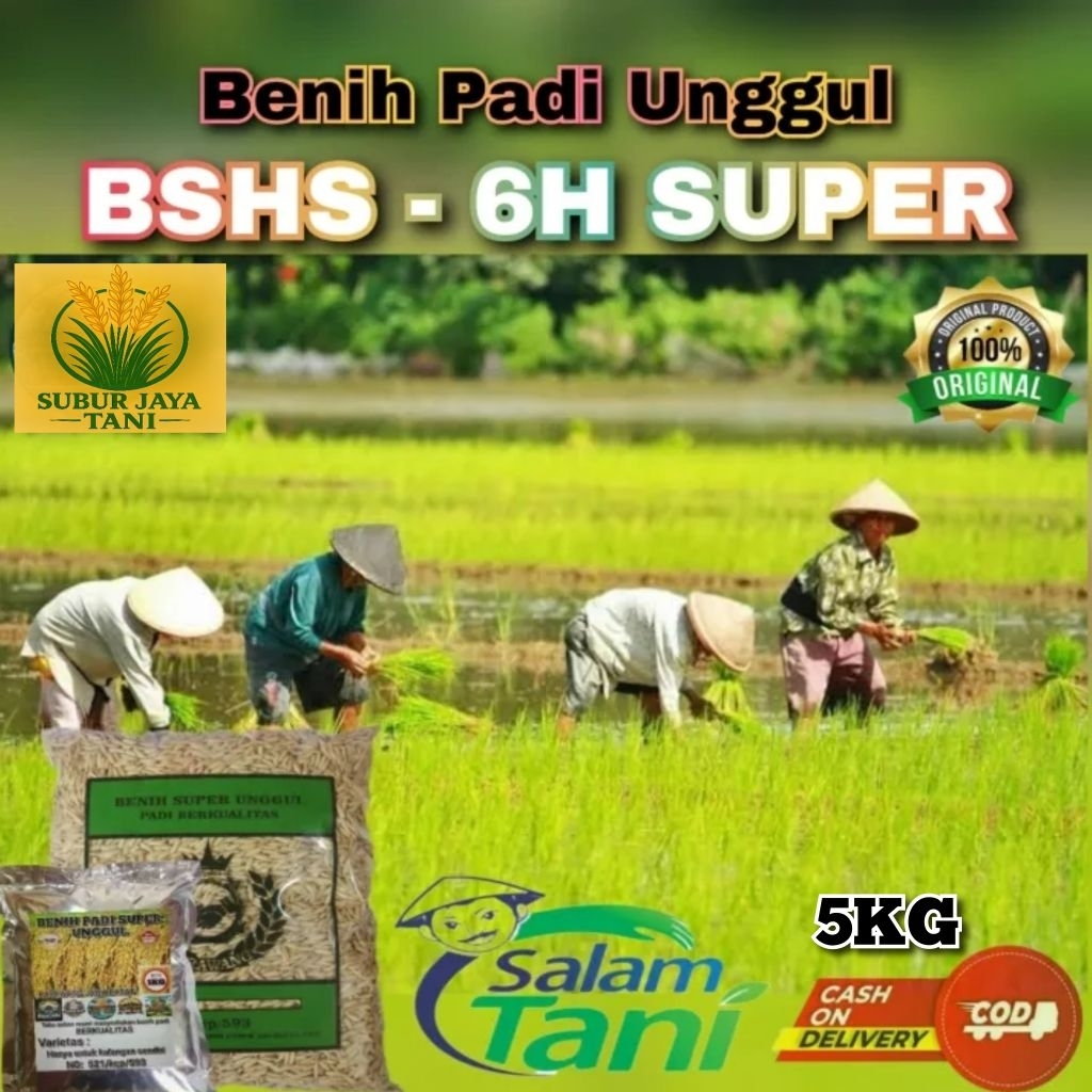 (5KG) Benih Padi HIBRIDA BSHS 6H SUPER Bibit padi super unggul kualitas premium
