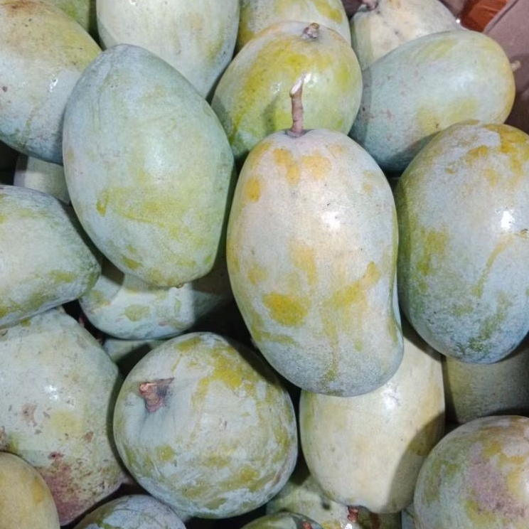 

BUAH MANGGA BUDIRAJA MANIS KUALITAS SUPER FRESH 1 KG
