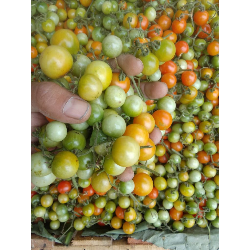 

rampai/cung 2kg asli lampung