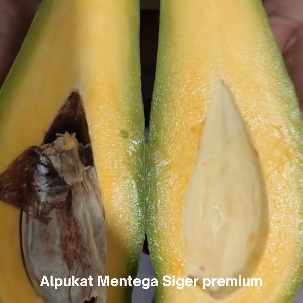 

Alpukat Siger Mentega Premium jumbo