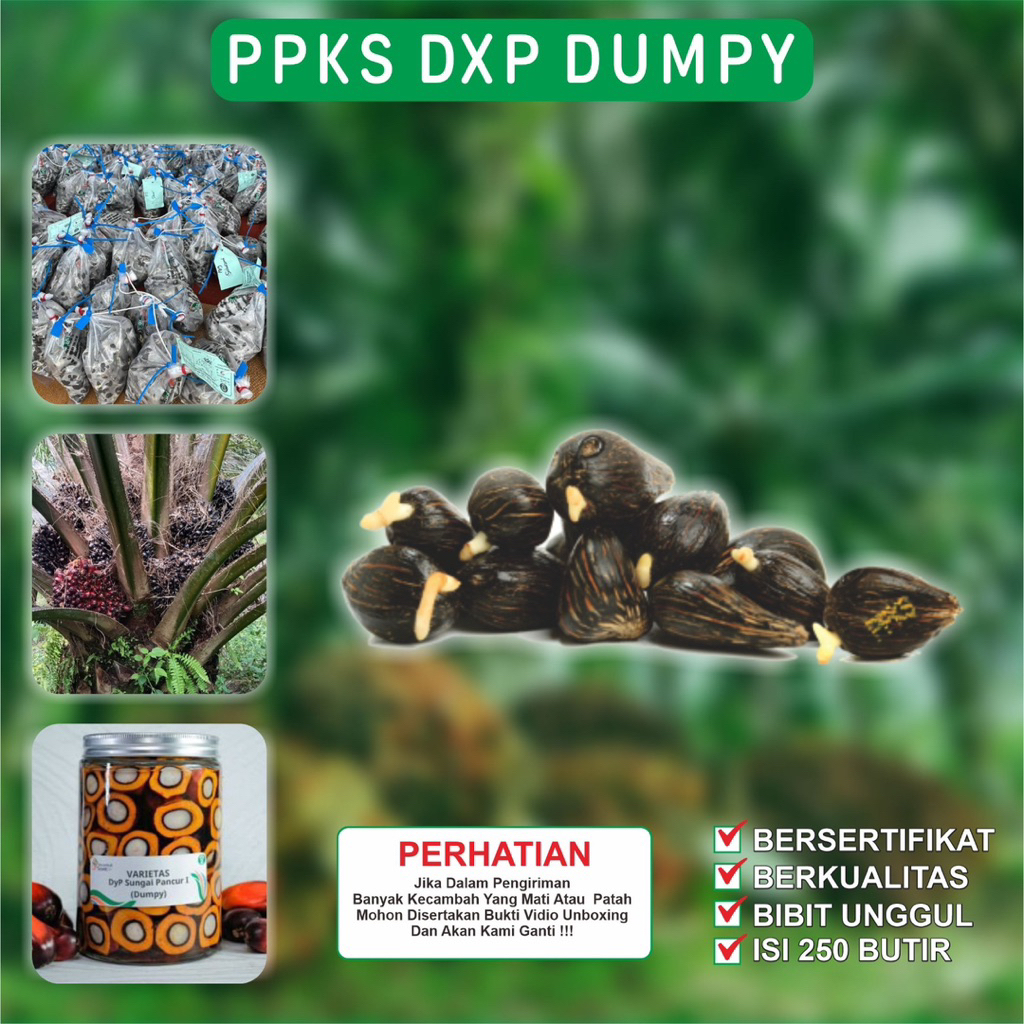 KECAMBAH KELAPA SAWIT VARIETAS PPKS DxP DUMPY