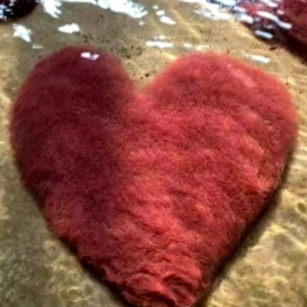 cacing sutra pakan cupang/chana/glowfis pakan ikan hias pakan bibit ikan pakan ikan predator