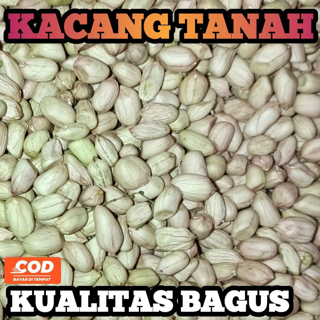 

KACANG TANAH MADURA