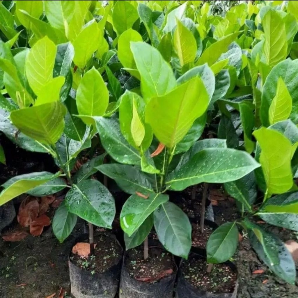 Berkahbaroka28 Bibit Nangka Madu Merah Jumbo Original Okulasi Cepat Berbuah