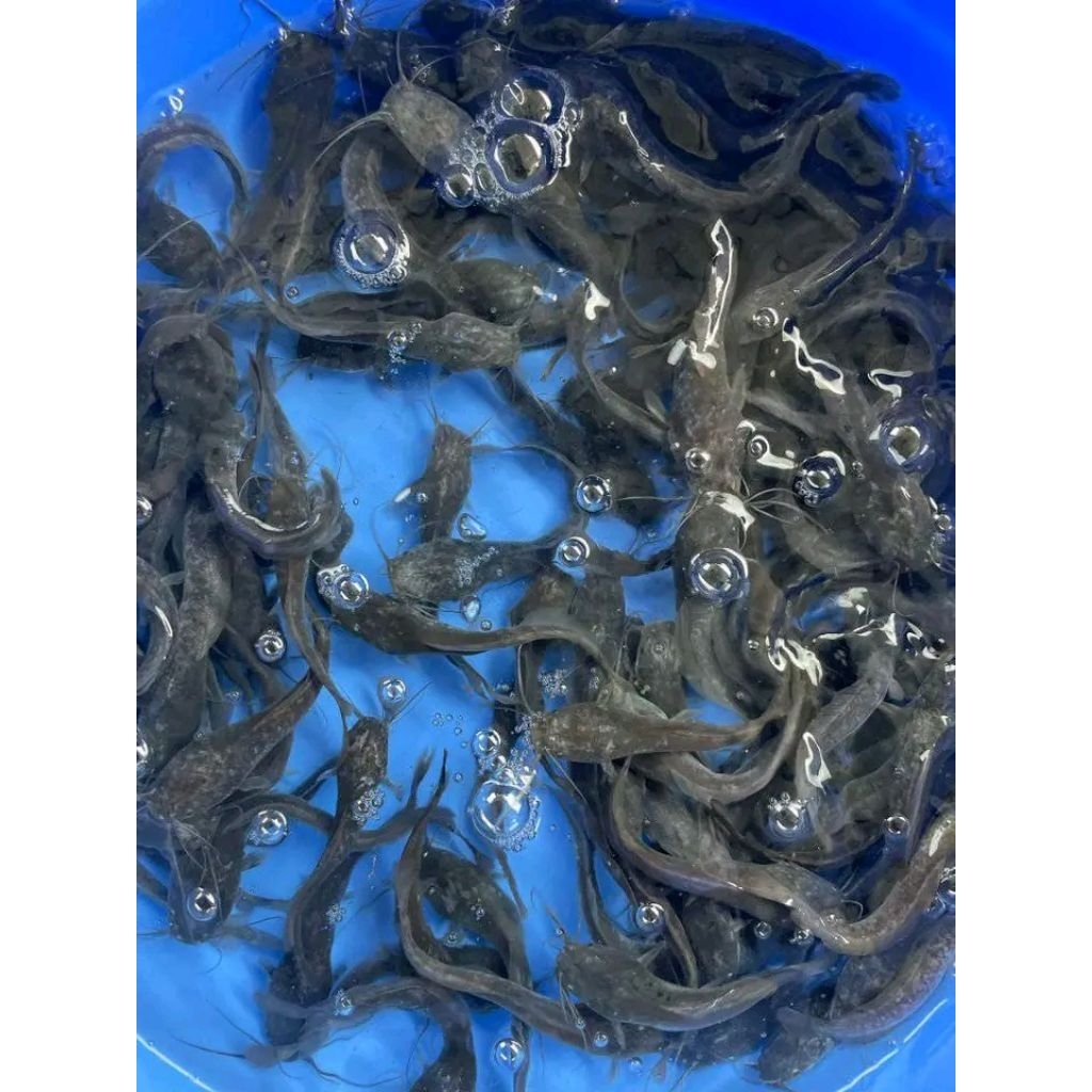 Bibit ikan lele ukuran 7-8cm paketan isi 20