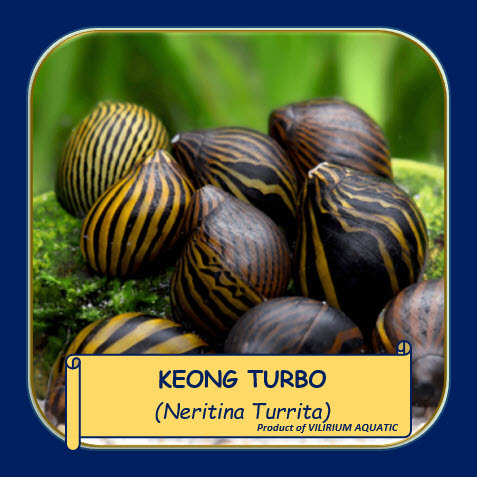 IKAN HIAS AIR TAWAR - KEONG TURBO / VITTINA TURRITA (ALGAEATER / PEMBERSIH AQUARIUM)