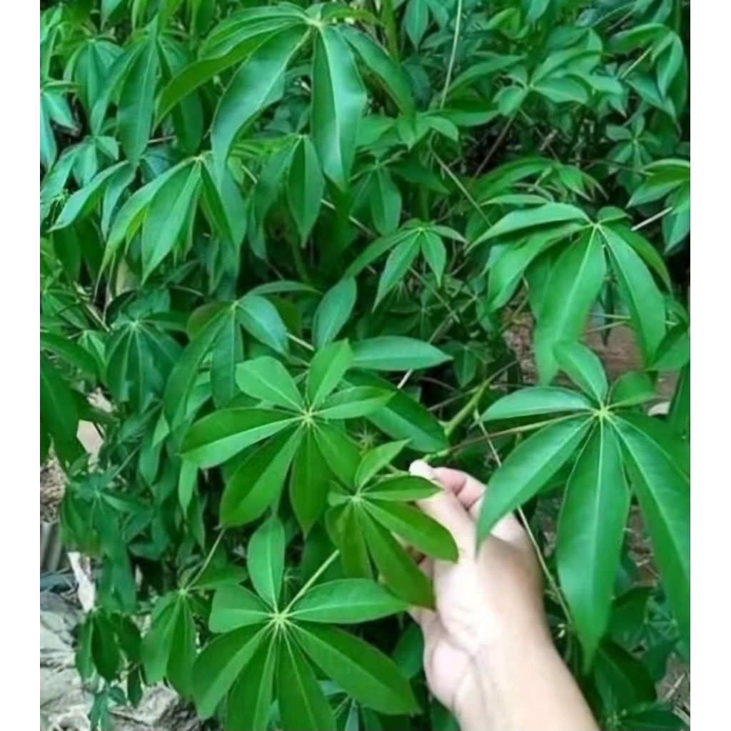 

Daun Randu kapuk Hijau segar dan FRESH baru petik, 500 gram, untuk ramuan herbal berkhasiat