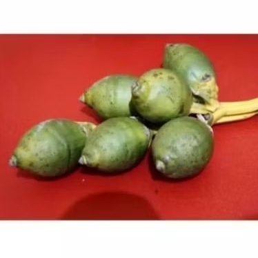 

Buah pinang 1000 gram siap kirim