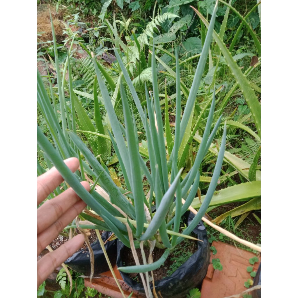 

terlaris bibit bawang daun segar satu pohon
