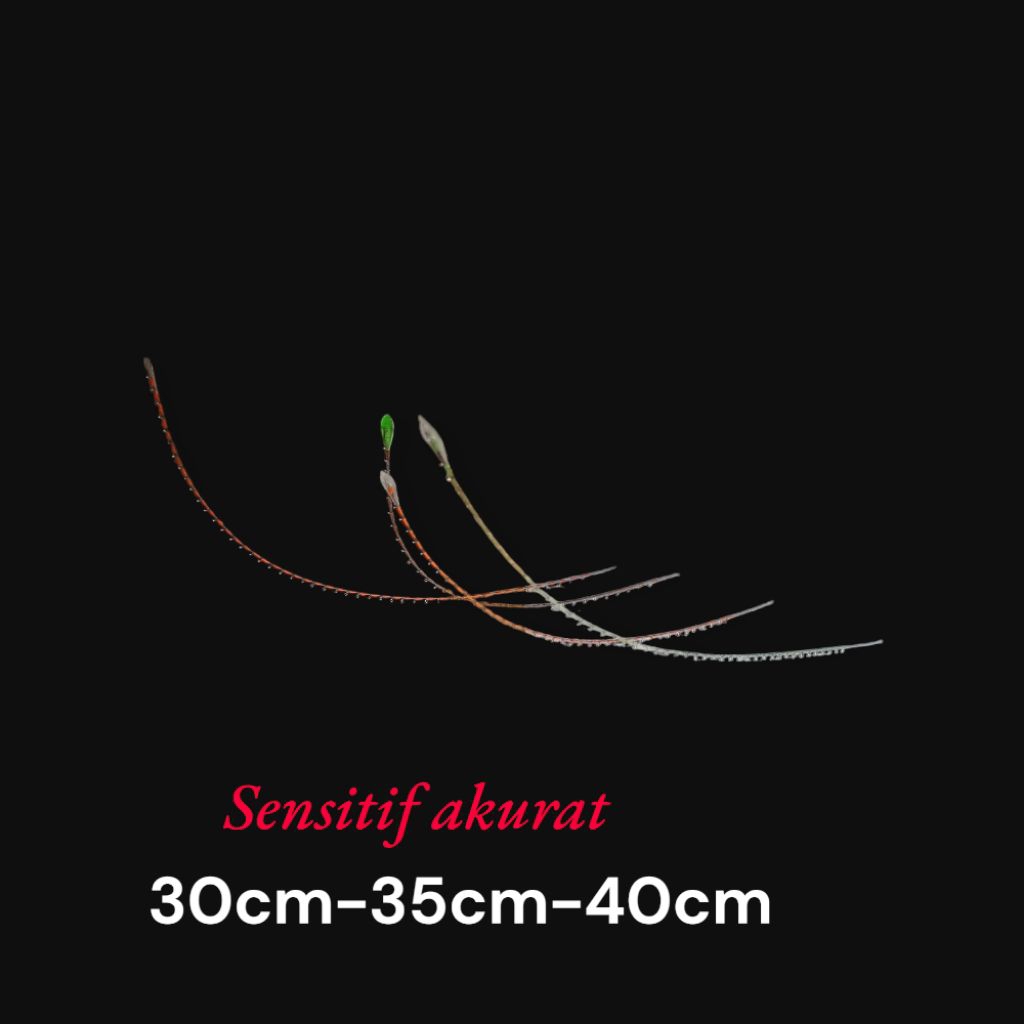 Entul ujung joran pancing