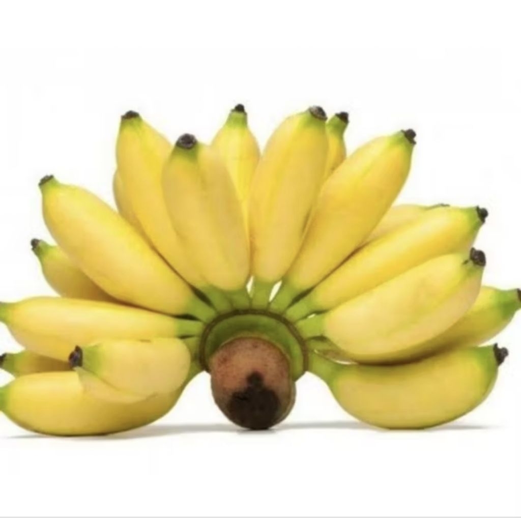 

1KG PISANG PUTRI/BERLIN ASLI LERENG GUNUNG MURIA