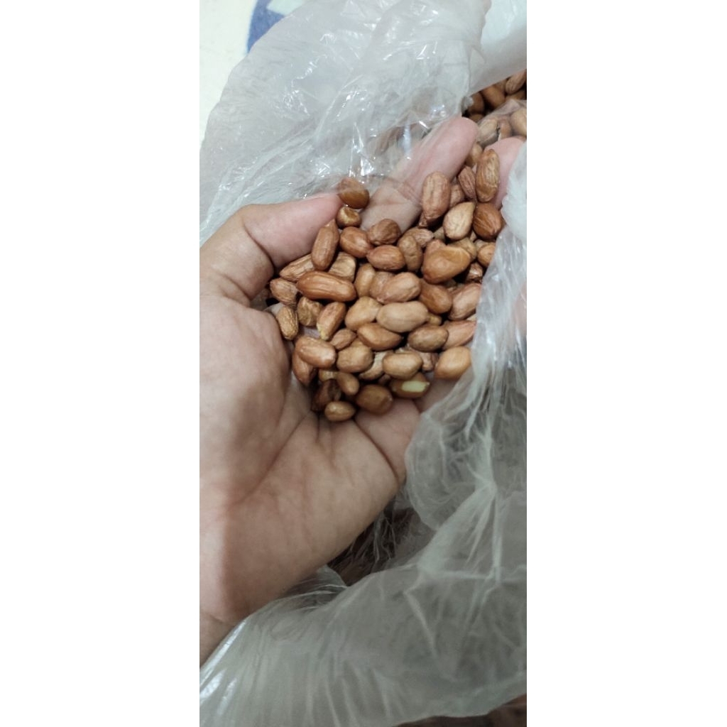 

kacang india