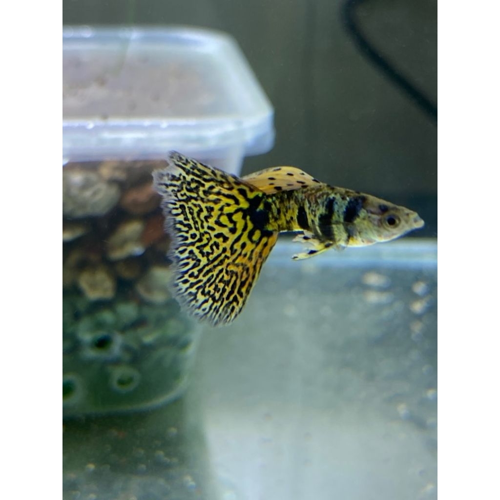 dekorasi YTKC guppy 1 pair