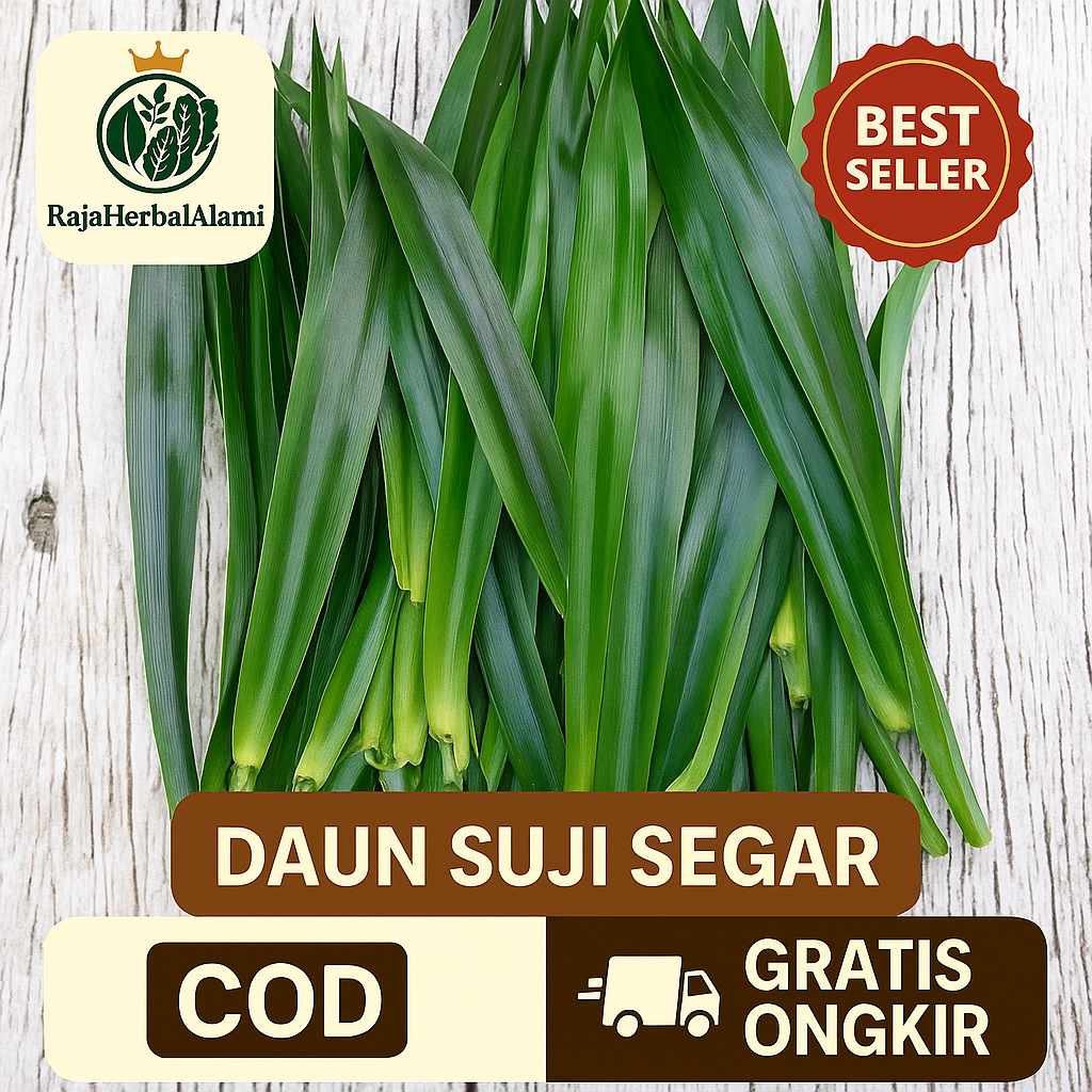 

Daun Suji Segar Isi 50 Lembar – Pewarna Alami Makanan & Herbal Tradisional Kaya Manfaat I COD