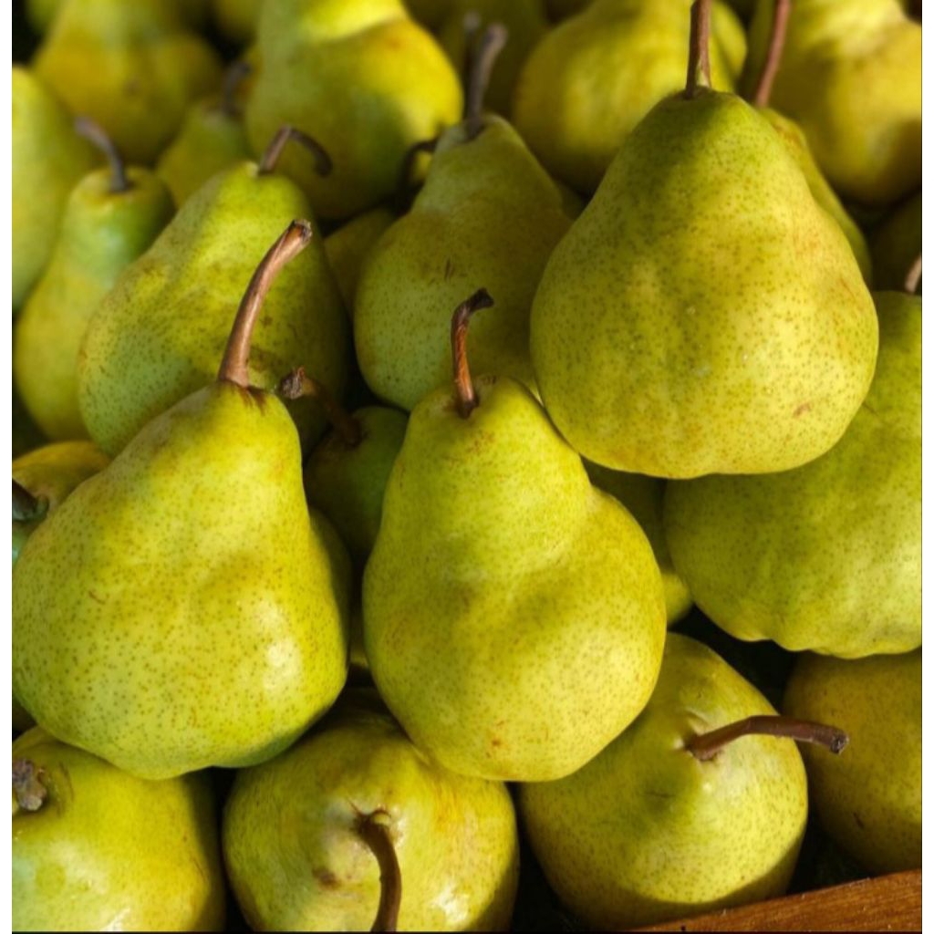 

BUAH PEARL PECKHM PERKG