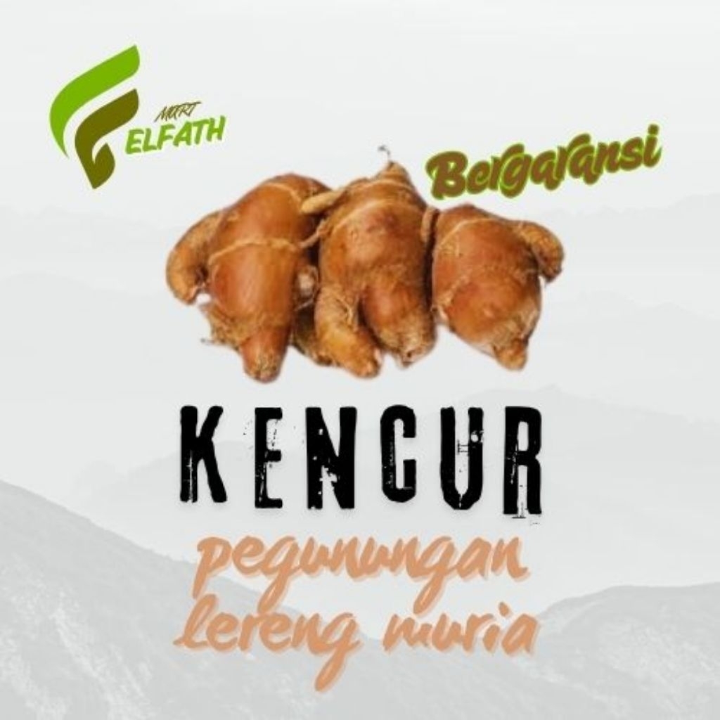 

KENCUR ASLI LERENG GUNUNG MURIA