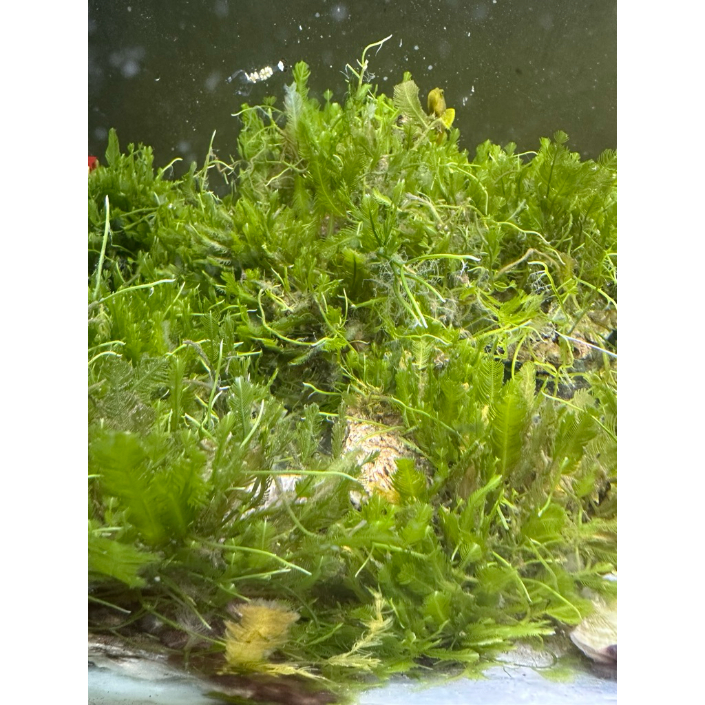 makro alga aseman macro algae filter alami air laut
