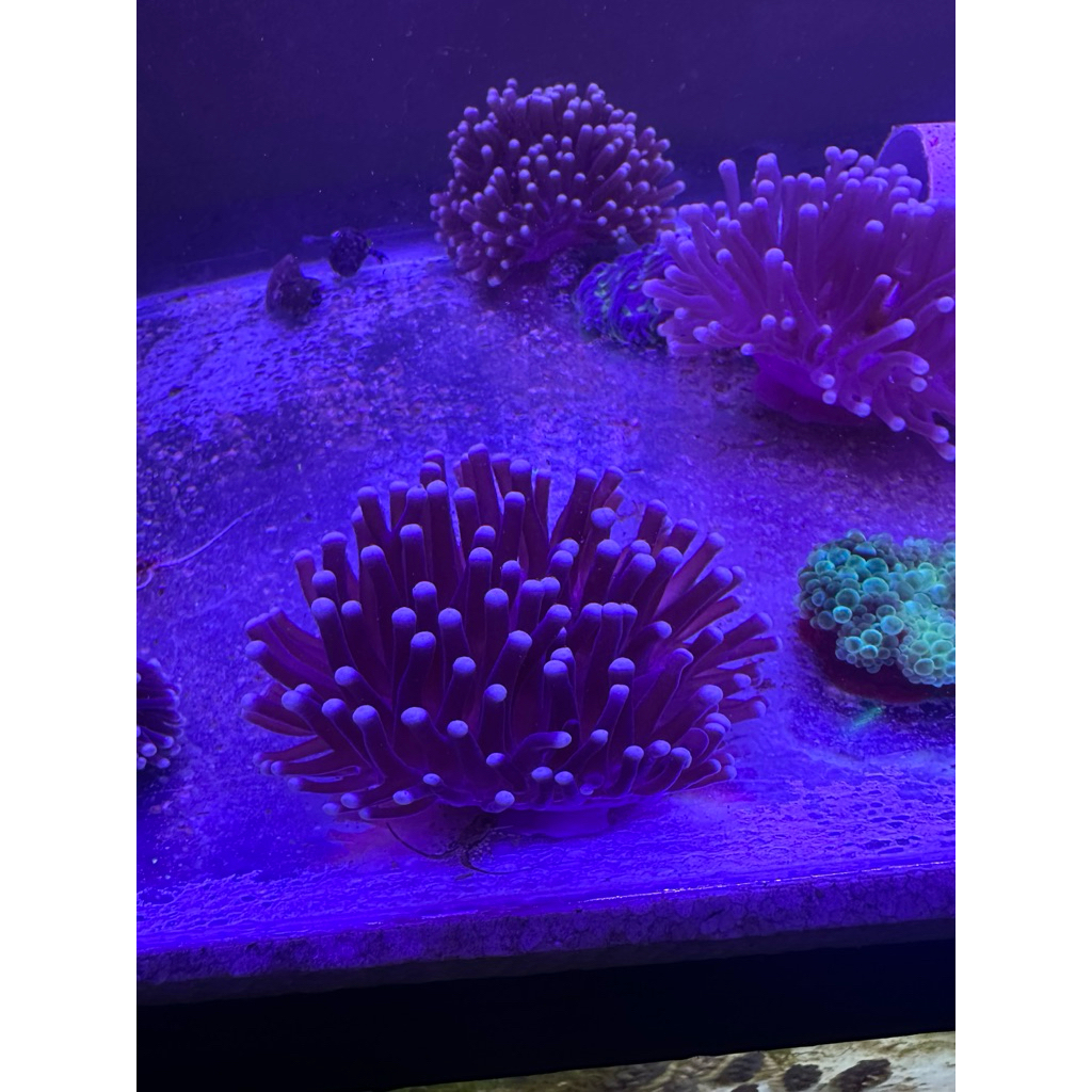 anemon clown rumah ikan nemo