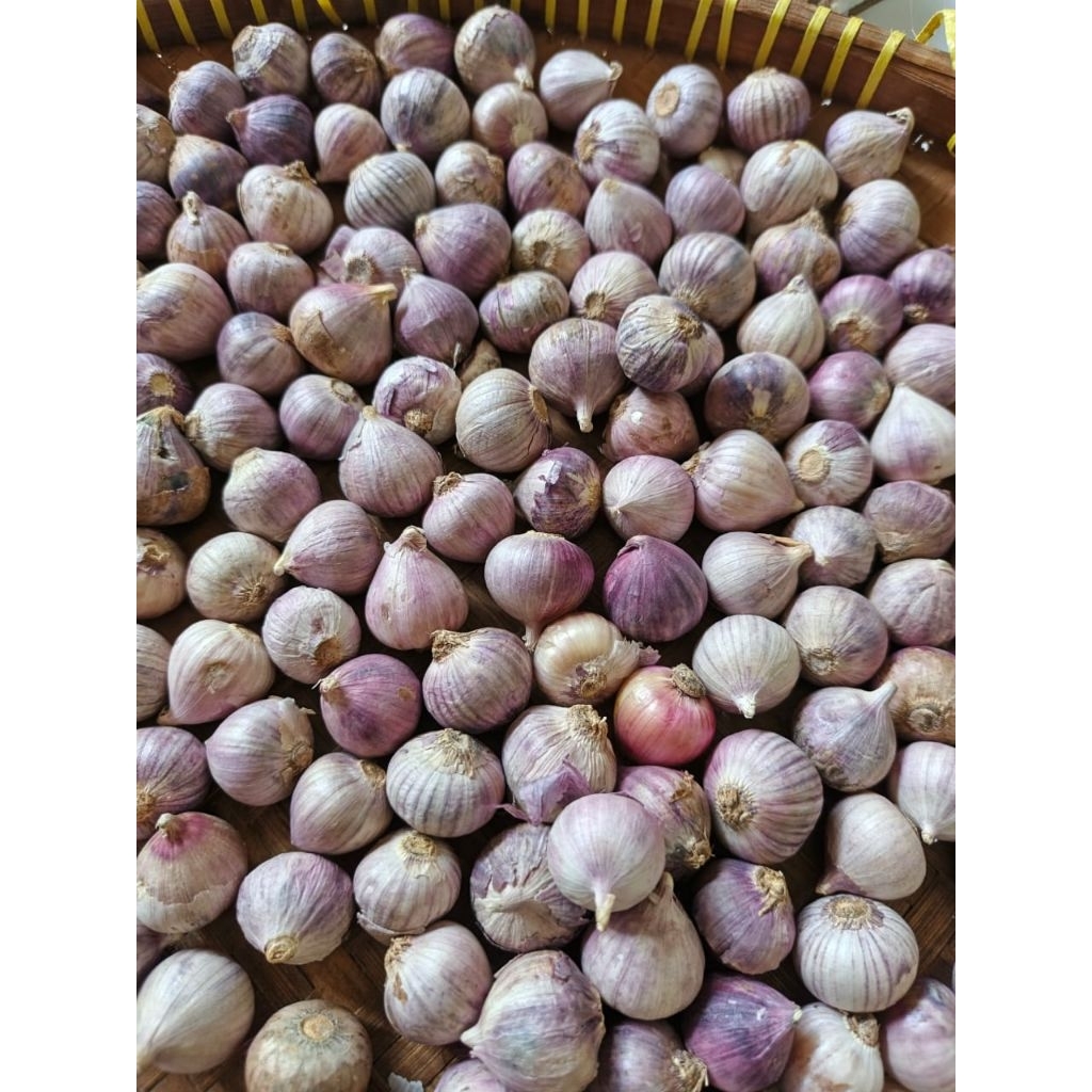 

Bawang putih tunggal Lanang asli 250gram