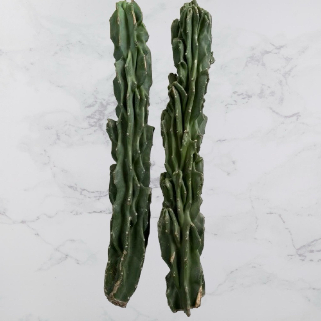 Kaktus Lilin Premium 60 - 70cm Kaktus Hidup Kaktus Sukulen Kaktus Hidup Tanaman Hias Kaktus Sukulen 